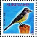 Suiriri Flycatcher (Suiriri suiriri)